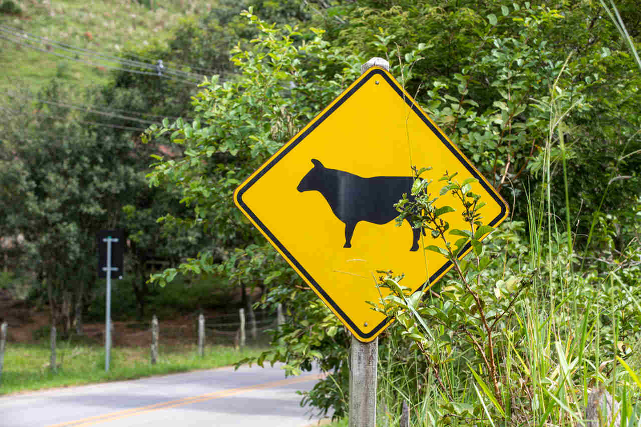 As placas de trânsito e seus significados, como no caso dessa, a travessia de bovinas naquela região da estrada.